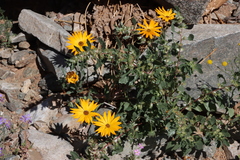 Forsskaolea hereroensis (Forsskaolea hereroensis)