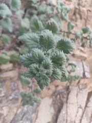Forsskaolea tenacissima (Forsskaolea tenacissima)