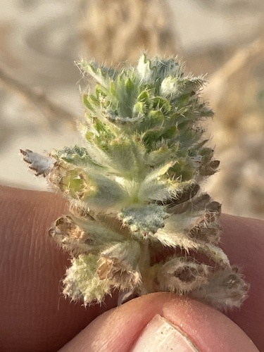 Forsskaolea tenacissima (Forsskaolea tenacissima)