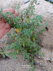 Forsskaolea tenacissima (Forsskaolea tenacissima)