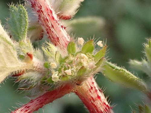 Forsskaolea tenacissima (Forsskaolea tenacissima)