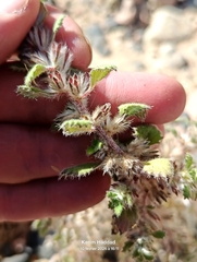Forsskaolea tenacissima (Forsskaolea tenacissima)