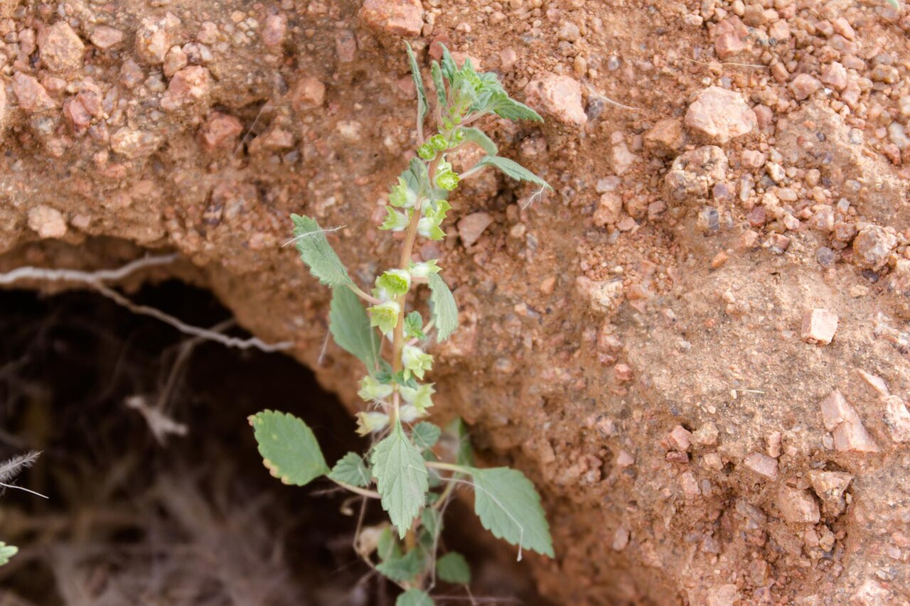 Chamaedryfolia viridis: Forsskaolea viridis-1949