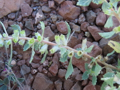 Forsskaolea viridis (Forsskaolea viridis)