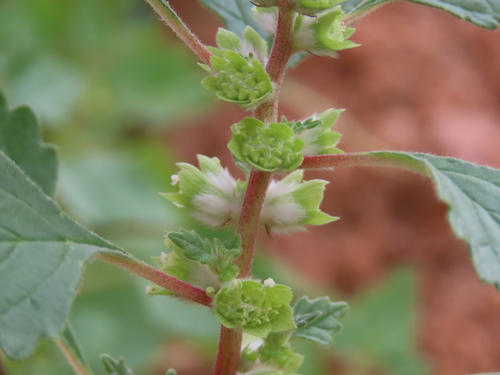 Forsskaolea viridis (Forsskaolea viridis)