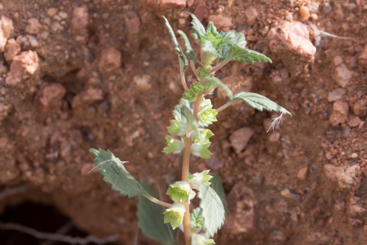 Forsskaolea viridis: Forsskaolea viridis-1947
