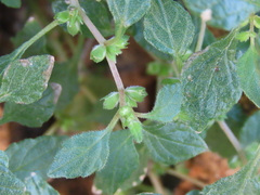 Forsskaolea viridis (Forsskaolea viridis)