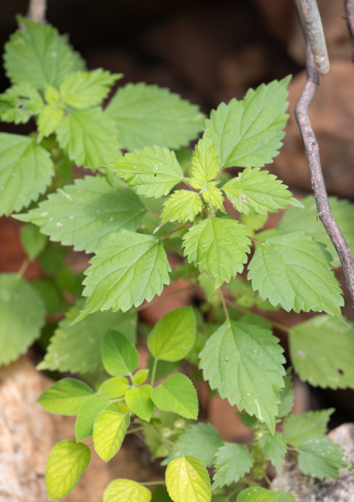 Forsskaolea viridis (Forsskaolea viridis)