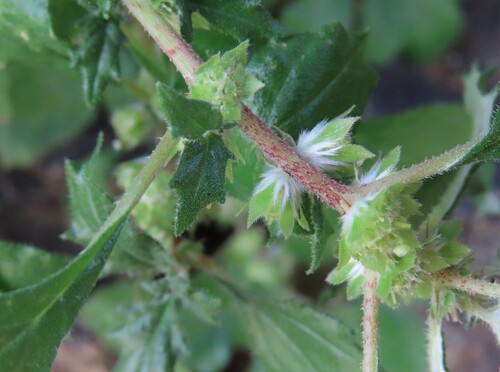 Forsskaolea viridis (Forsskaolea viridis)