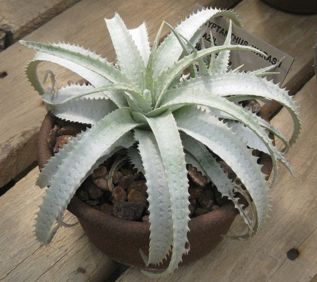 Forzzaea warasii: Plants/Bromeliad/Cryptanthus warasii, Huntington Gardens CA