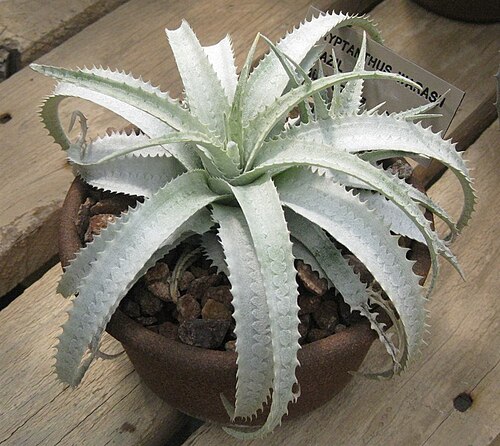 Forzzaea warasii: Plants/Bromeliad/Cryptanthus warasii, Huntington Gardens CA