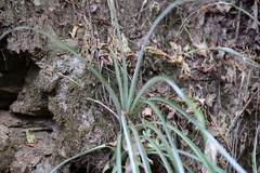 Fosterella albicans (Fosterella albicans)