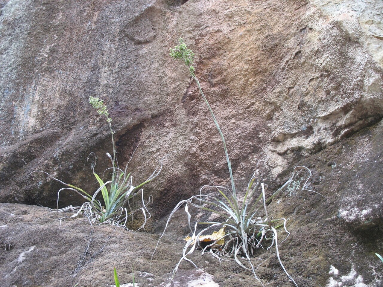 Fosterella albicans: Fosterella albicans in habitat in Bolivia, exact location unknown.