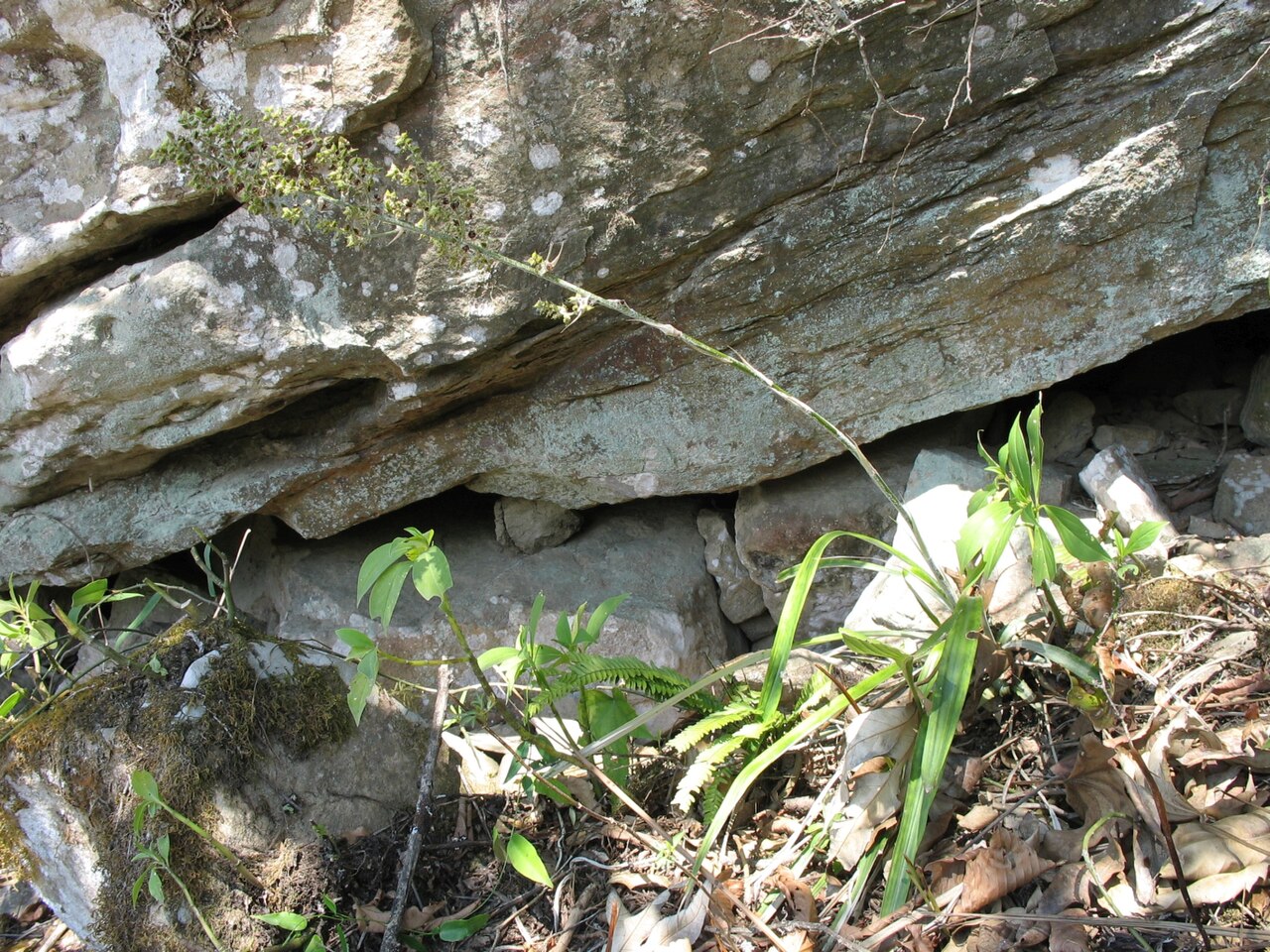 Fosterella albicans: Fosterella albicans in habitat in Bolivia, exact location unknown.