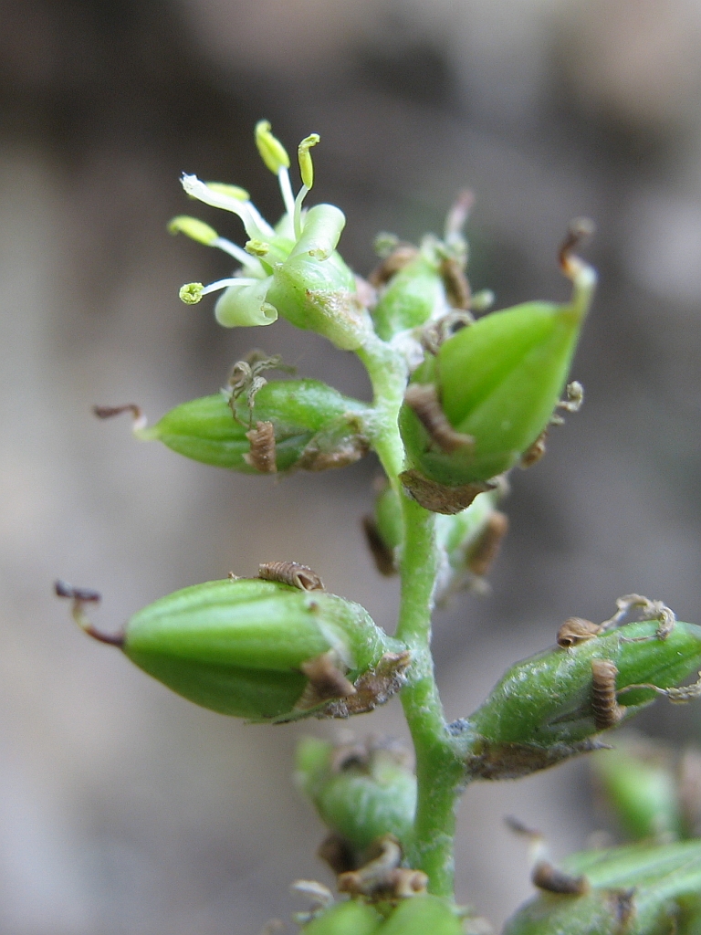 Fosterella albicans: Fosterella albicans in habitat in Bolivia, exact location unknown.