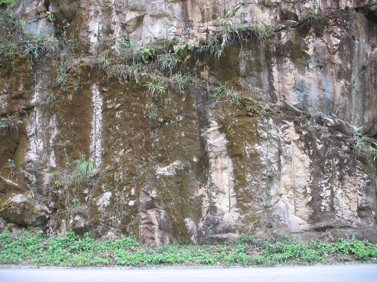 Fosterella albicans: Fosterella albicans in habitat in Bolivia, exact location unknown.