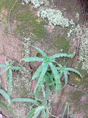 Fosterella hatschbachii (Fosterella hatschbachii)