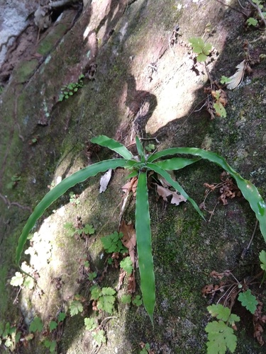 Fosterella hatschbachii (Fosterella hatschbachii)