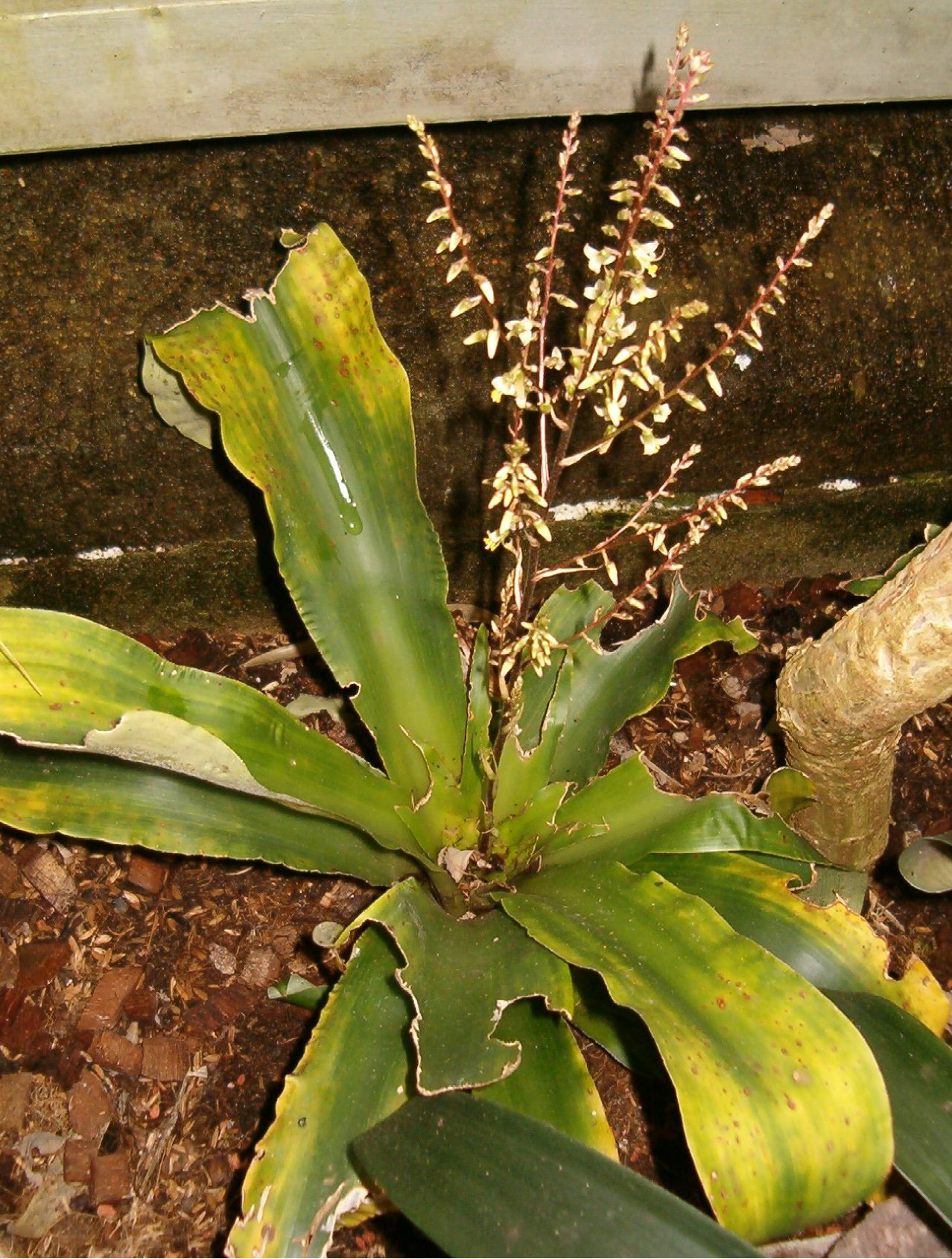Fosterella micrantha (Fosterella micrantha)
