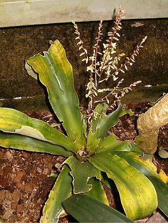 Fosterella micrantha (Fosterella micrantha)