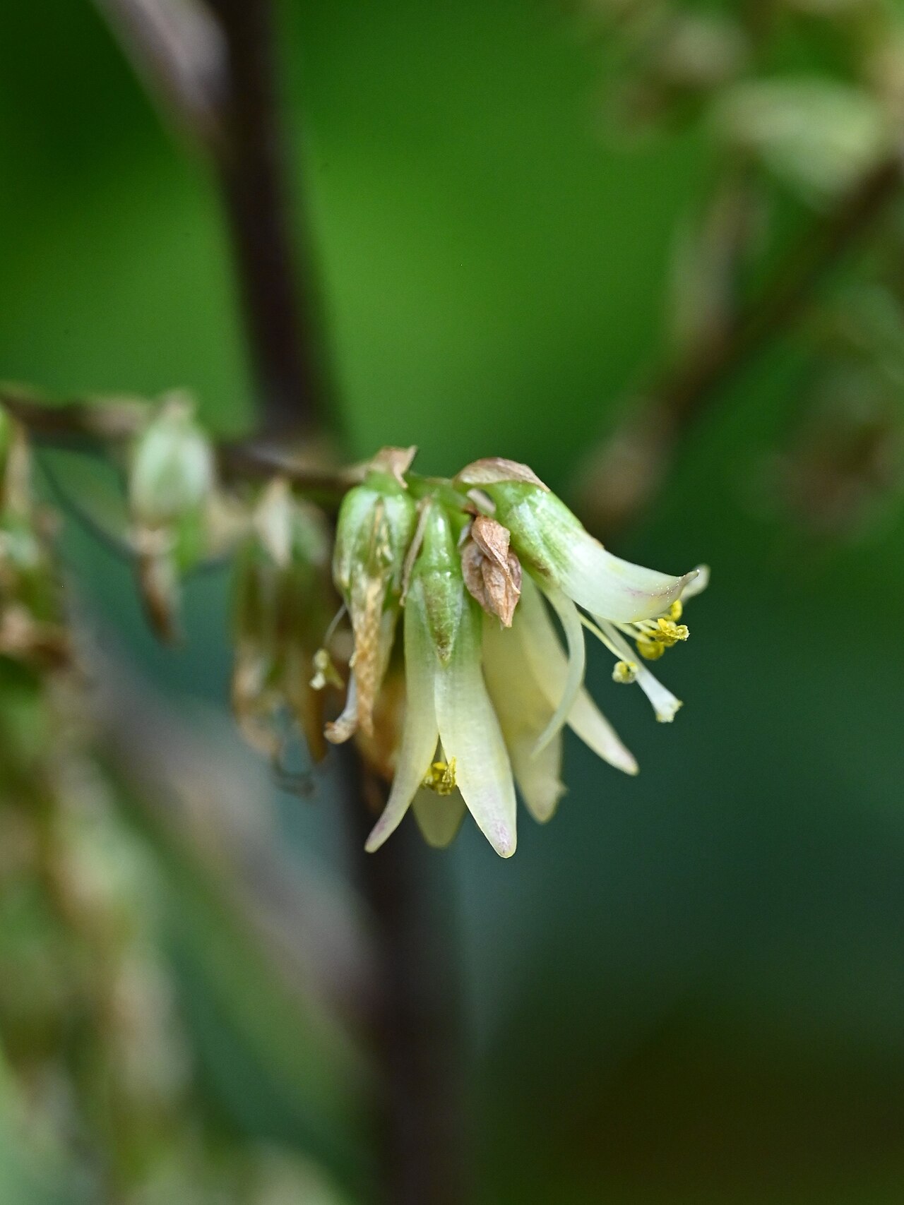 Fosterella micrantha: Fosterella micrantha in the Botanischer Garten, Berlin-Dahlem