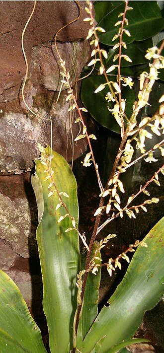Fosterella micrantha (Fosterella micrantha)