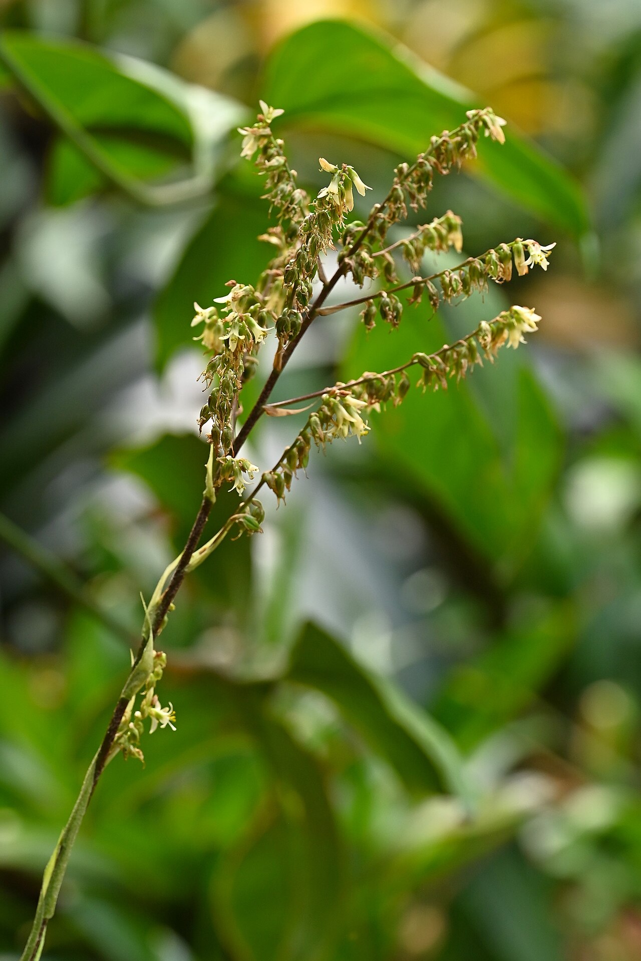 Fosterella micrantha: Fosterella micrantha in the Botanischer Garten, Berlin-Dahlem