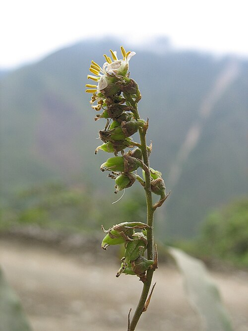 Fosterella petiolata: Fosterella petiolata in habitat in Bolivia, exact location unknown.