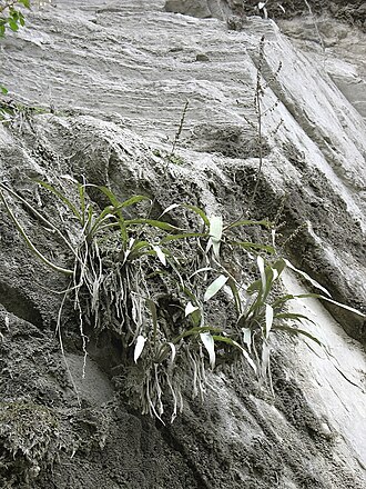 Fosterella petiolata: Fosterella petiolata in habitat in Bolivia, exact location unknown.