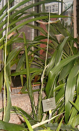 Fosterella rusbyi: Location: Botanical Gardens Berlin Dahlem