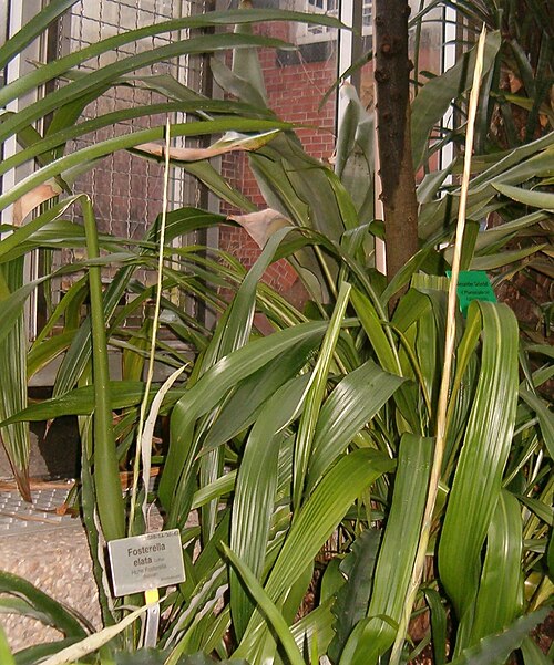 Fosterella rusbyi: Location: Botanical Gardens Berlin Dahlem