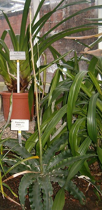 Fosterella rusbyi: Location: Botanical Gardens Berlin Dahlem