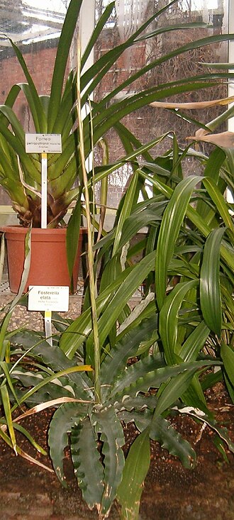 Fosterella rusbyi: Location: Botanical Gardens Berlin Dahlem