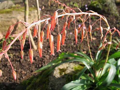 Fosterella spectabilis: Fosterella spectabilis in cultivation at the Botanical Garden of Heidelberg, Germany.