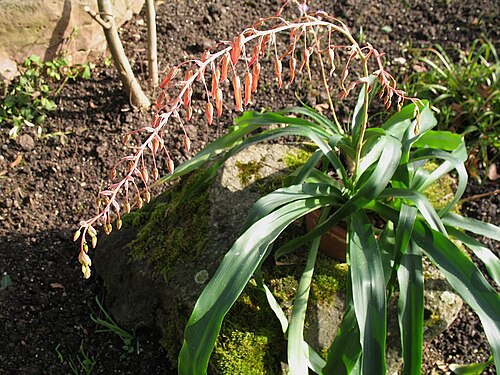Fosterella spectabilis: Fosterella spectabilis in cultivation at the Botanical Garden of Heidelberg, Germany.
