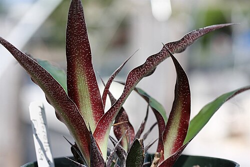 Fosterella villosula: Fosterella villosula - new pups