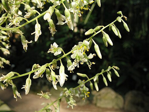 Fosterella weberbaueri: Fosterella weberbaueri in cultivation at the Botanical Garden of Heidelberg, Germany .