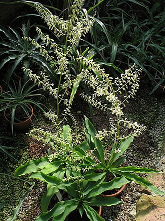 Fosterella weberbaueri: Fosterella weberbaueri in cultivation at the Botanical Garden of Heidelberg, Germany .