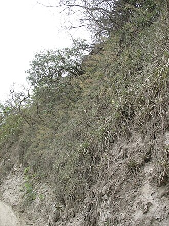 Fosterella weddelliana: Fosterella weddelliana in habitat in Bolivia, exact location unknown.