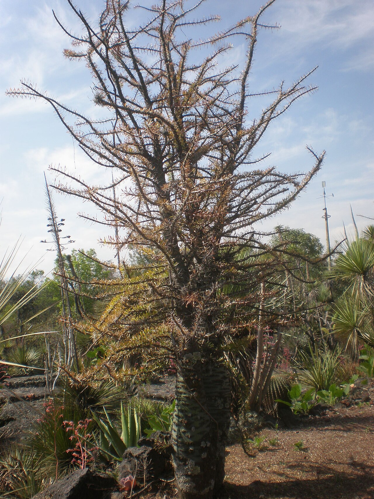 Fouquieria fasciculata: Jardín Botánico de la UNAM, México D.F.