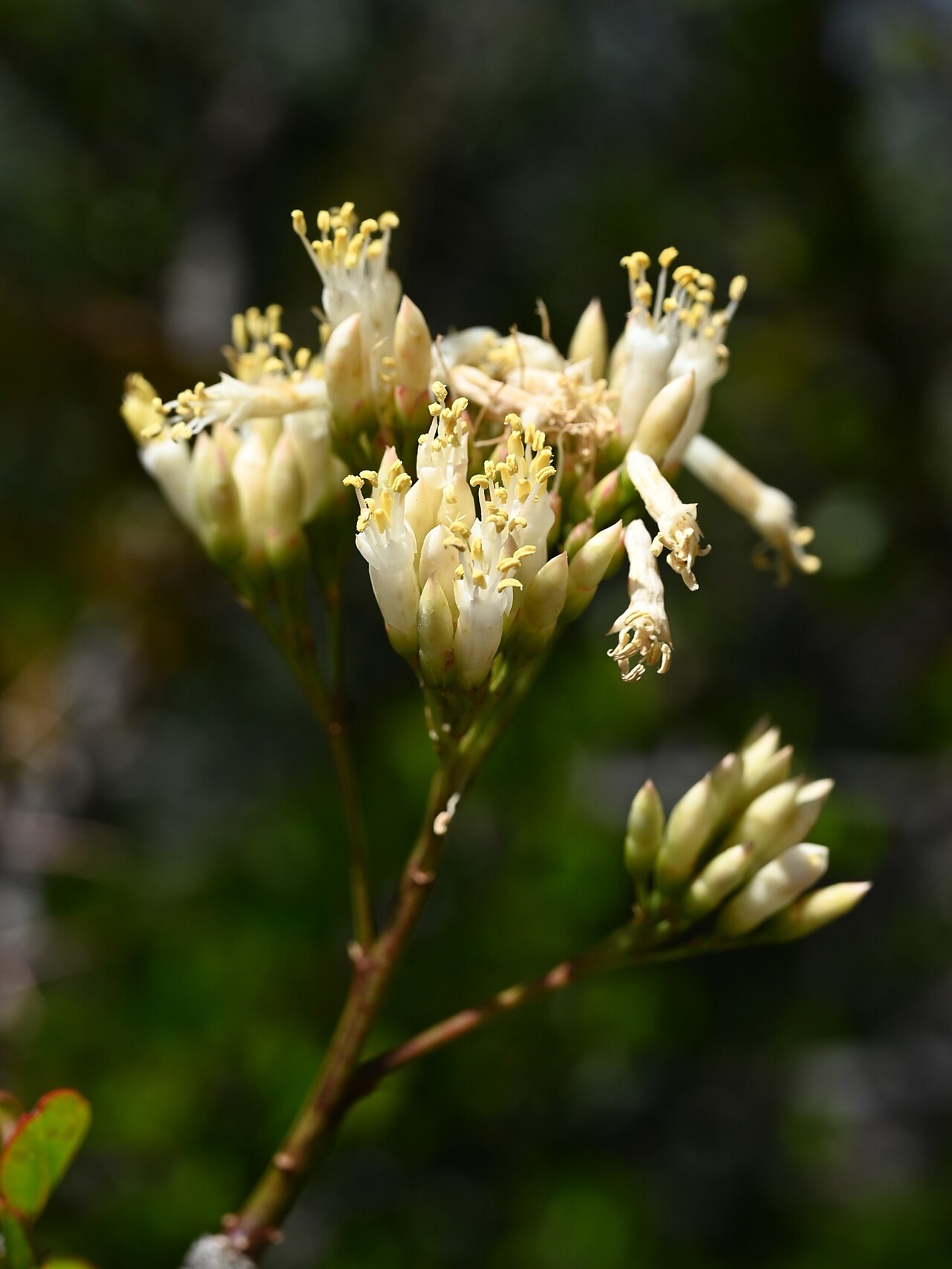 Fouquieria fasciculata: Fouquieria fasciculata in the Fullerton Arboretum