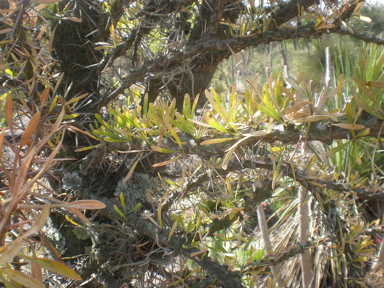 Fouquieria fasciculata: Jardín Botánico de la UNAM, México D.F.