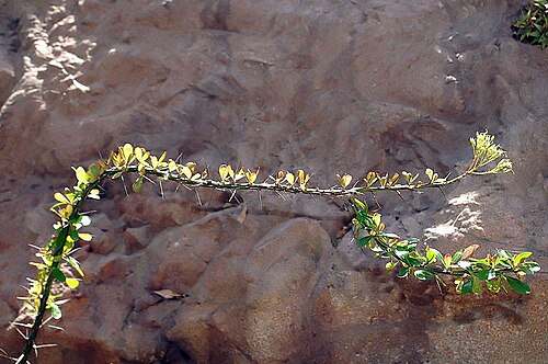 Fouquieria fasciculata (Fouquieria fasciculata)