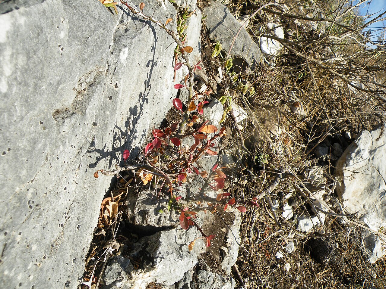 Fouquieria fasciculata: Gilo, Hidalgo