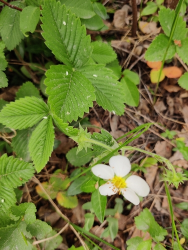 Hautbois strawberry (Fragaria moschata)