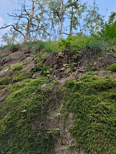 Hautbois strawberry (Fragaria moschata)