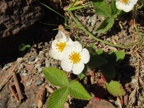 Hautbois strawberry (Fragaria moschata)