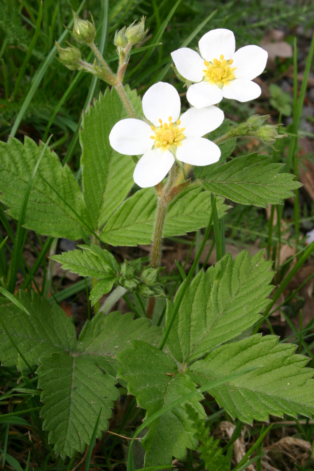 Hautbois strawberry: Fragaria moschata