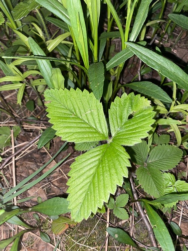 Hautbois strawberry (Fragaria moschata)
