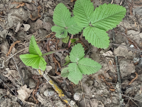Hautbois strawberry (Fragaria moschata)
